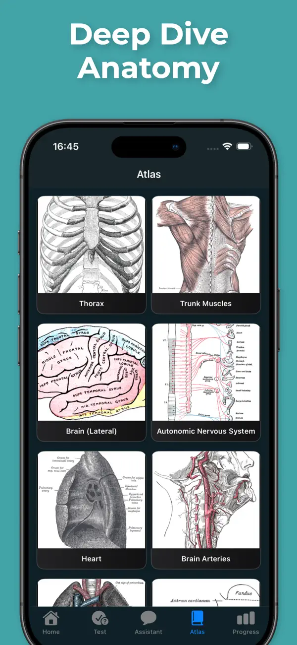 Anatomy atlas screen