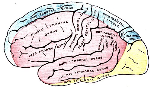 Limb anatomy atlas illustration