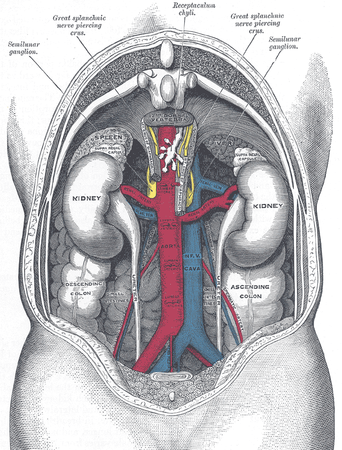 Skeletal anatomy atlas illustration